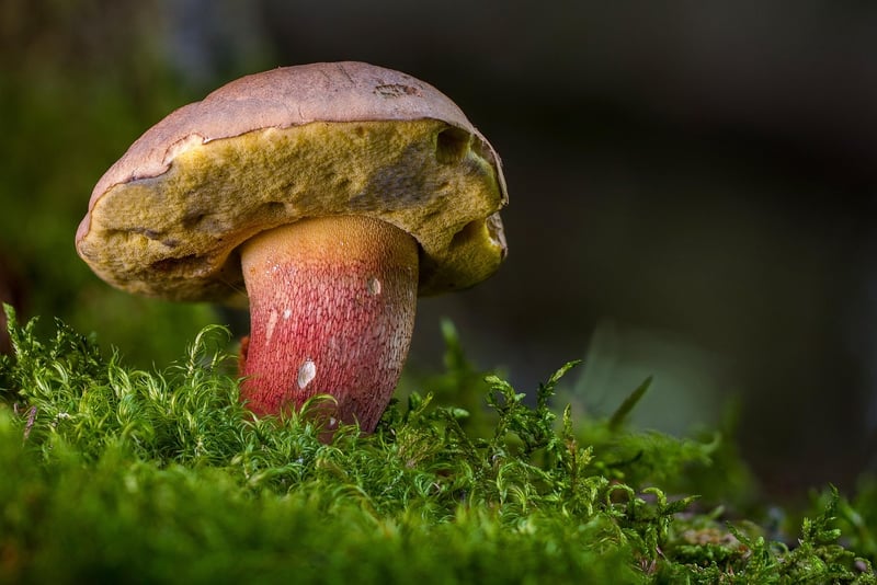 Enchanted Mushroom